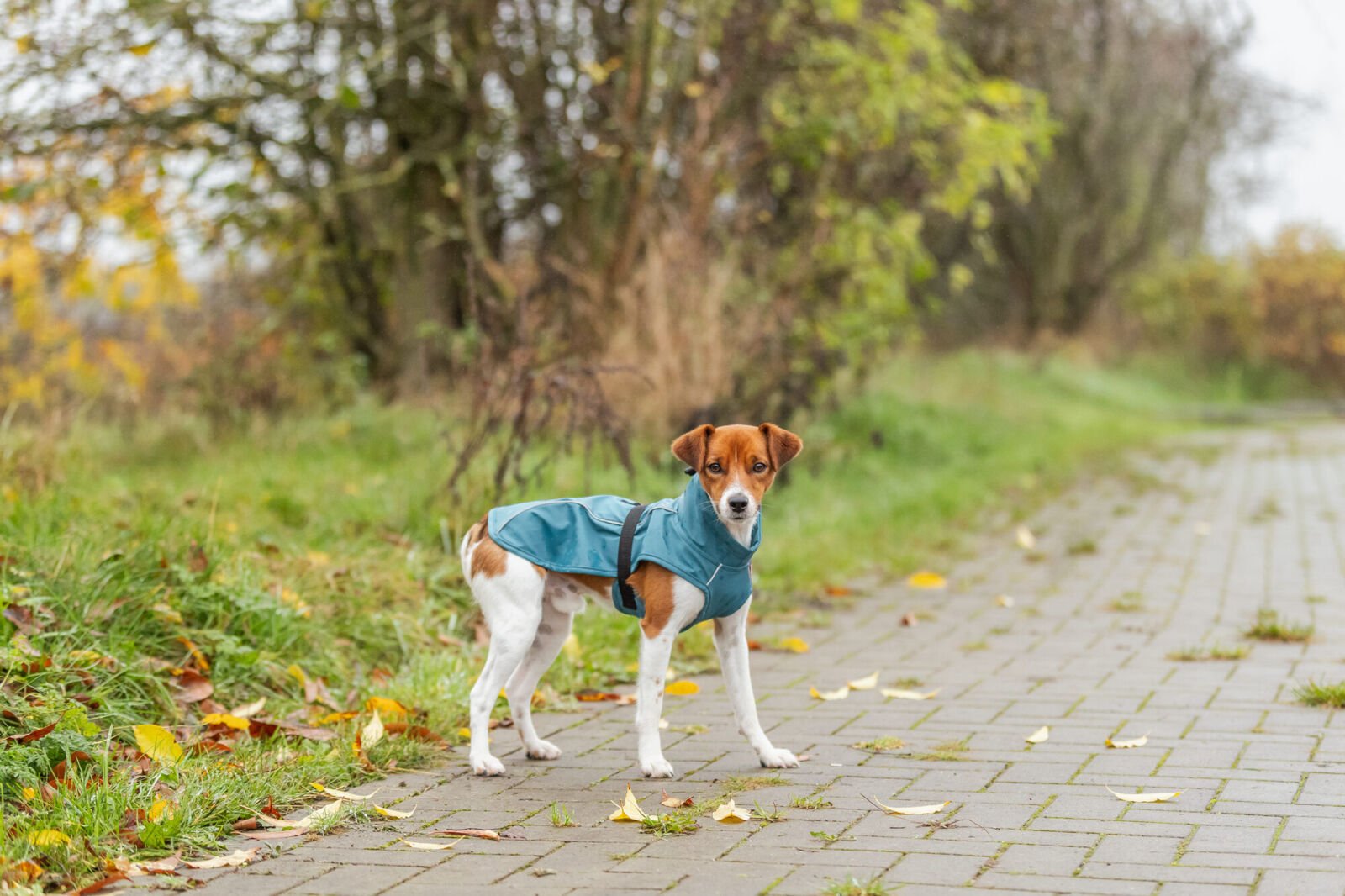 TRIXIE Vimy lietpaltis šunims Žydras XS-S dydžiai - Image 5